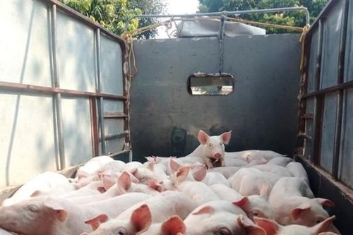 Không có tình trạng xuất lợn lậu, giá lợn hơi 'hạ nhiệt'