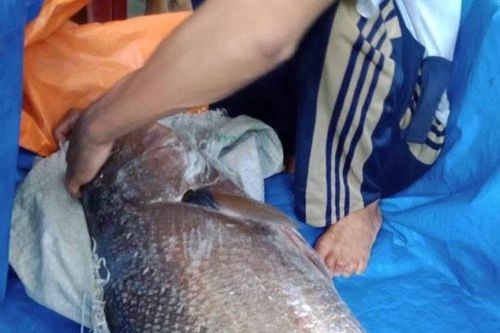 Quảng Nam: Ngư dân câu được cá hơn 10kg nghi sủ vàng quý hiếm