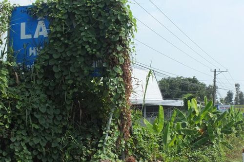 Biển chỉ dẫn bị dây leo che khuất