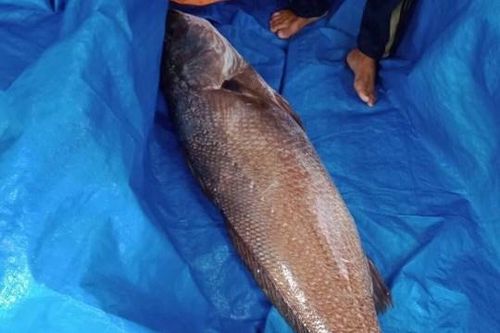 Bắt được cá nghi sủ vàng nặng hơn 10kg