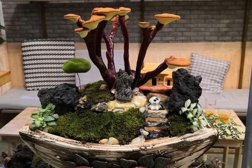 Giá đắt đỏ tiền triệu, nấm linh chi bonsai vẫn hút khách