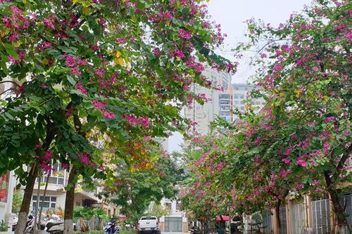 Ngỡ ngàng với con đường hoa ban đỏ trên quê lụa Hà Đông