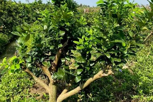 Chậu lan 2 tỷ, buồng chuối 200 nải, chuyện lạ ngày sát Tết