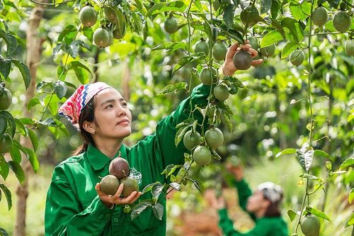 Ngành nông nghiệp Gia Lai: 'Sống chung' với khó khăn thách thức