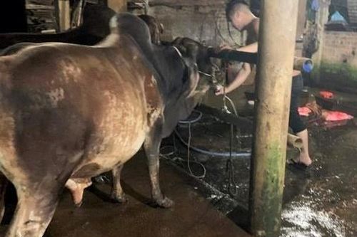 Phát hiện nhiều lò mổ bơm nước vào bò để tăng trọng trước khi giết mổ