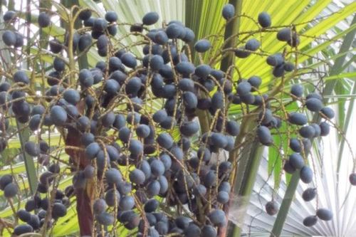 Béo ngậy quả cọ ỏm vùng đất Tổ