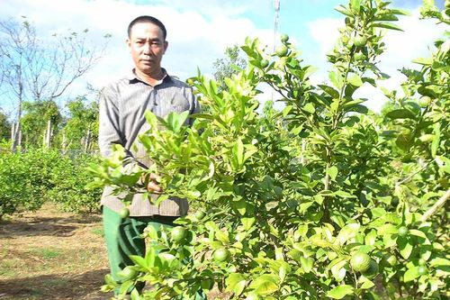 Nông dân Ia Bă tích cực chuyển đổi cây trồng