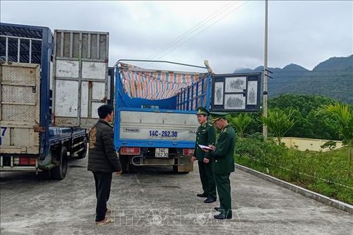 Bắt giữ hai xe tải vận chuyển lợn sang Trung Quốc tiêu thụ