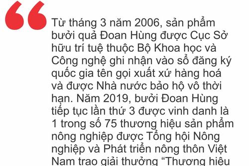 Bưởi vàng đón Tết