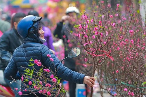 Đào Nhật Tân bung hoa xuống phố
