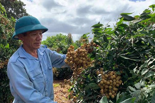 Nông dân Hbông phát triển vườn cây ăn quả