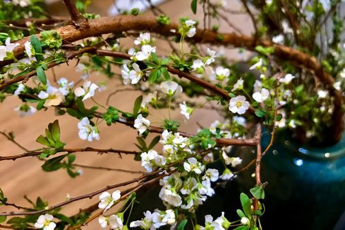 Hoa lạ hút khách dịp Tết Canh Tý