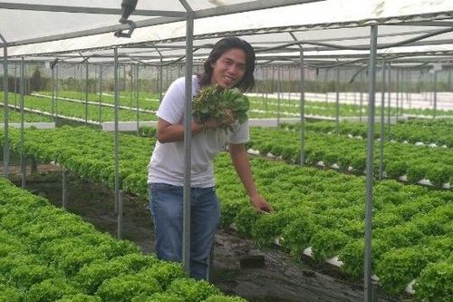 Bỏ nghề 'củi lửa', trai trẻ Sài Gòn về trồng rau, làm giám đốc