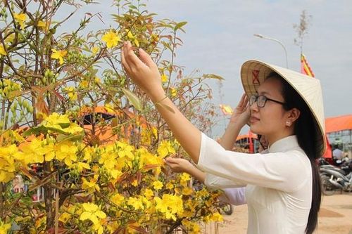 Mãn nhãn với những tuyệt phẩm 'đại lão mai' ở Bình Định