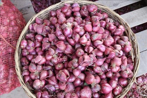 Hành tím sớm được giá