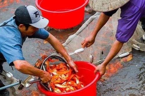 Làng nghề cá chép đỏ nhộn nhịp trước Tết ông Công, ông Táo