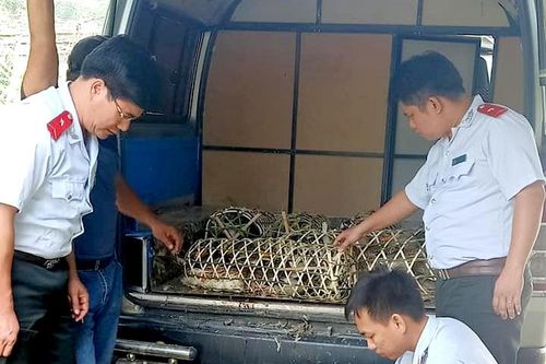 Giám sát an toàn nông sản trước, trong và sau Tết nguyên đán