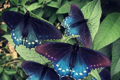 Người đàn ông 'tái sinh' thành công loài bướm tưởng như đã tuyệt chủng