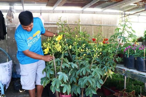 Ninh Thuận: Cận cảnh những chậu mai vàng rực giá hàng chục triệu đồng