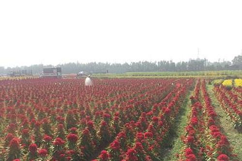 TPHCM: Vui buồn nghề trồng hoa Tết