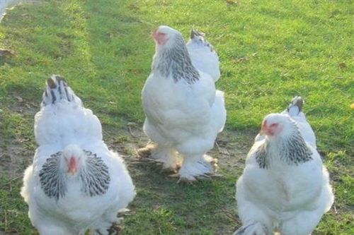 Giống gà có cái tên quý tộc, có thể to bằng đứa trẻ, giá lên tới 5 triệu/con
