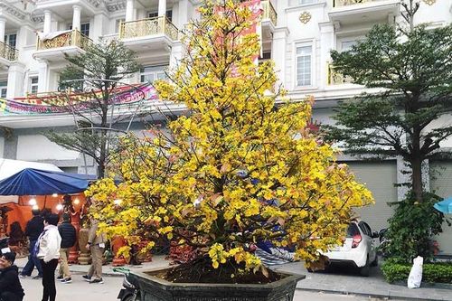Chậu mai vàng rực nặng 2 tấn, giá 110 triệu tại chợ hoa Hà Nội