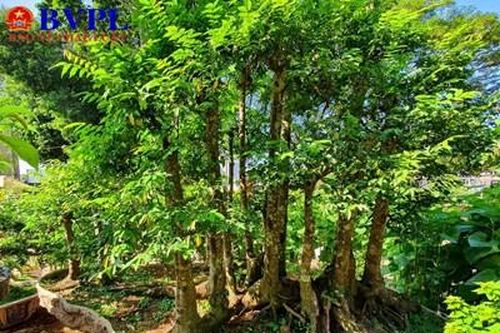 Cây khế 19 thân 'độc nhất vô nhị' ở Đắk Lắk