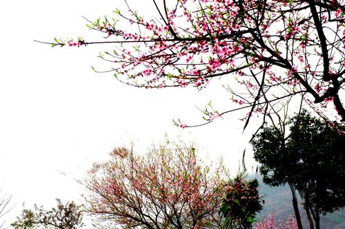 Nơi mùa xuân đến sớm