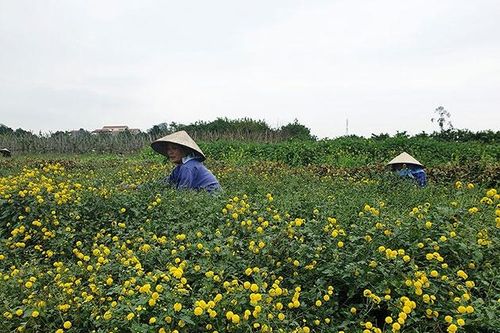 Xứ sở của dược liệu
