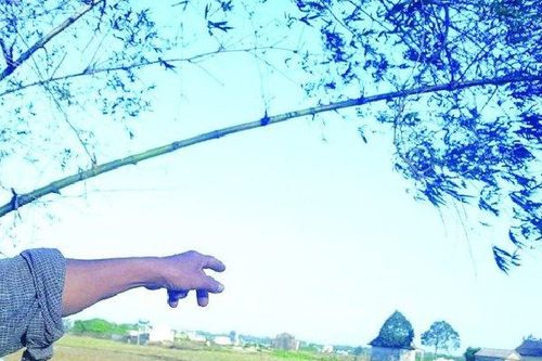 Đầu năm gặp 'đệ nhất cao thủ' diệt chuột xứ Huế