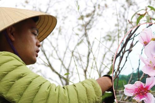 Đào đá Vân Đồn - Sắc xuân riêng vùng Đông Bắc
