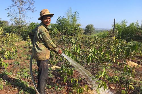 Nông dân Gia Lai xuống đồng với ước nguyện đầu năm