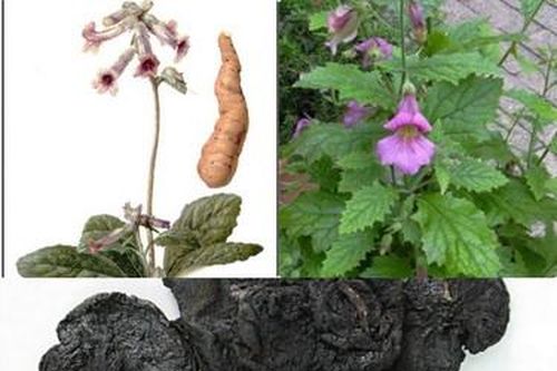 7 bài thuốc trị chóng mặt, ù tai