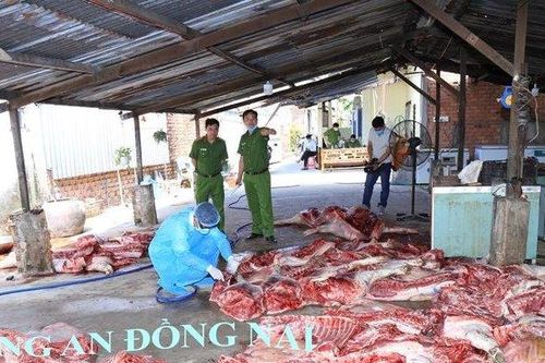 Bắt quả tang một cơ sở thu mua lợn chết về giết thịt rồi bán ra thị trường