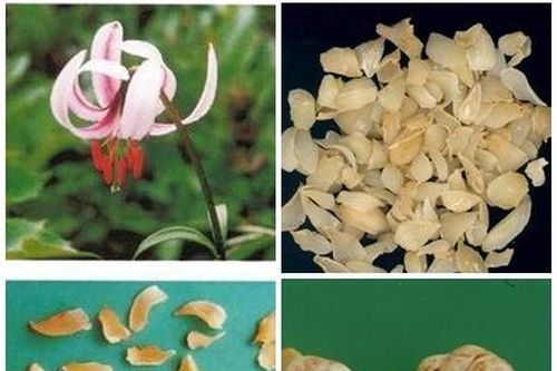 Cây tỏi rừng nhuận phế, tiêu viêm