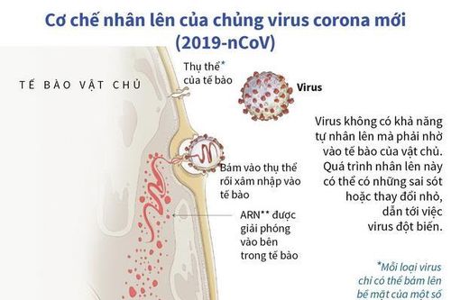 Cơ chế nhân lên của chủng virus 2019-nCoV