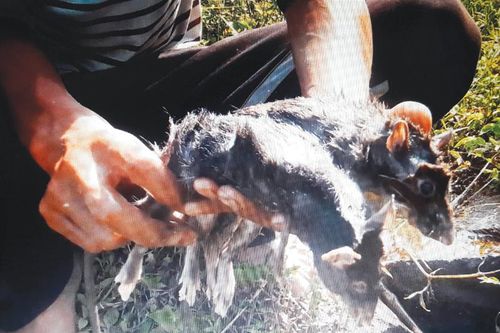 Kỳ công săn chuột rừng