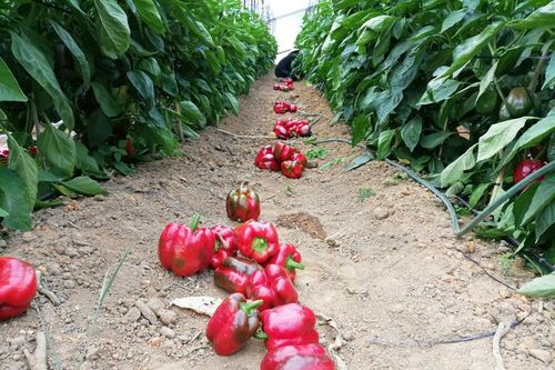Ớt ngọt Đà Lạt giảm giá mạnh vẫn khó bán