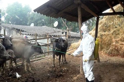 Nông dân liên kết phát triển chăn nuôi