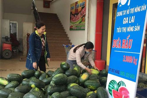 Chung tay 'giải cứu' dưa hấu cho nông dân Gia Lai