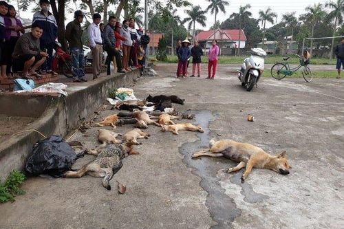 Người dân vây bắt anh em ruột trộm hơn 20 con chó, mèo
