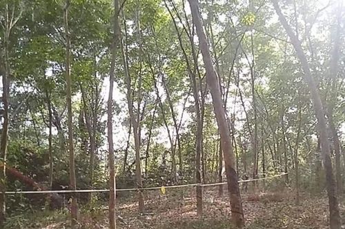 Phát hiện thi thể người đang phân hủy trong rừng cây