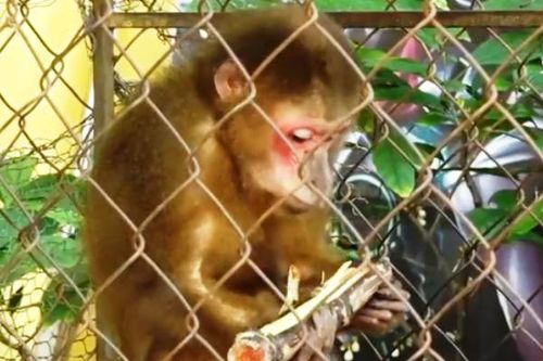 Người dân tự nguyện giao nộp cá thể khỉ mặt đỏ quý hiếm