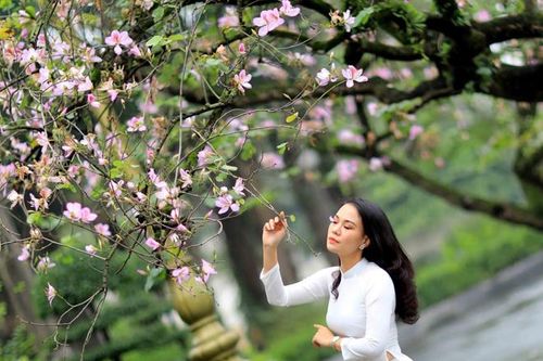 Hà Nội mùa hoa ban