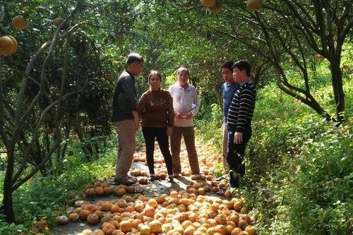 Hàng nghìn tấn cam Hà Giang rụng la liệt, nông dân thiệt hại nặng nề