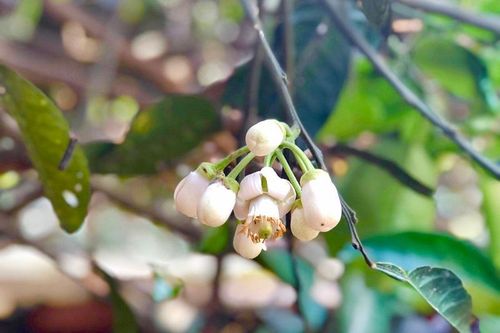 Hà Nội dịu dàng hương hoa bưởi