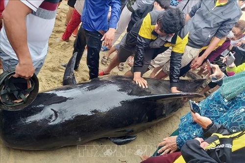 Quảng Ngãi: Nỗ lực cứu cá voi khoảng 700 kg dạt vào bờ biển