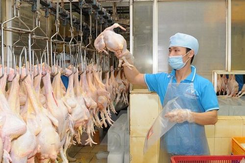 Thịt heo, thịt gà đồng loạt rớt giá vì ảnh hưởng dịch Covid-19
