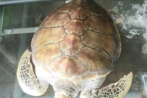 Mua được rùa biển quý hiếm nặng 30kg, chủ nhà hàng chăm sóc để thả về biển