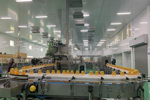Công ty Long Hải thu mua sâm Fansipan giá cao cho nông dân Lào Cai
